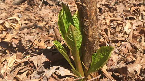 Davina van Buren Pokeweed grows throughout the United States, but is especially plentiful in Appalachia (Credit: Davina van Buren)