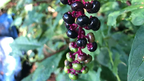 Davina van Buren Once mature, pokeweed has unmistakably flamboyant foliage, magenta-tinted stems, and dark purple or black berries (Credit: Davina van Buren)