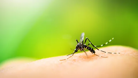 Getty Images Insects can be remarkably resilient to the effects of alcohol (Credit: Getty Images)