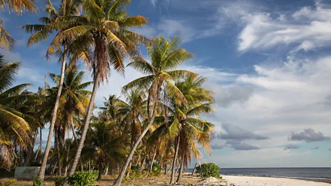 Easy access, stripes and palm trees - who else but ANDREW