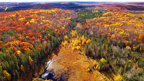 Getty Images The humongous fungus discovered by Jim Anderson and his colleagues has been living under a forest in Michigan’s Upper Peninsula for 2,500 years (Credit: Getty Images)