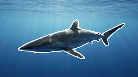 The effects of industrial fishing on Silky Sharks