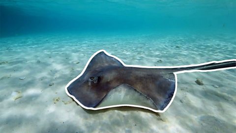 Protecting stingrays in the Bahamas