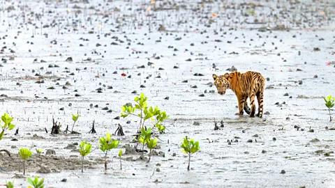 Arindam Bhattacharya/Alamy As tigers lurk nearby, one goddess unites two nations and religions (Credit: Arindam Bhattacharya/Alamy)