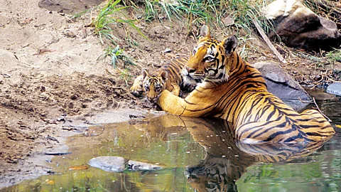 Dinodia Photos/Alamy (Credit: Dinodia Photos/Alamy)