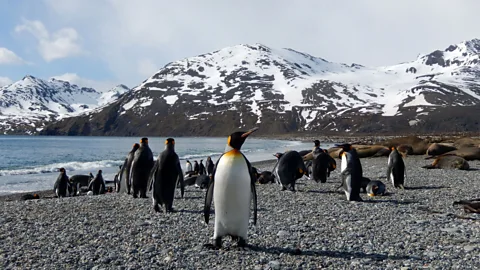 Shafik Meghji South Georgia is now home to large populations of fur and elephant seals and around 400,000 king penguins (Credit: Shafik Meghji)