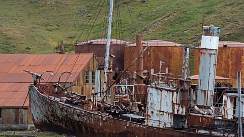 David Tipling Photo Library/Alamy The whaling ship Petrel could capture as many as 14 whales on a single trip (Credit: David Tipling Photo Library/Alamy)