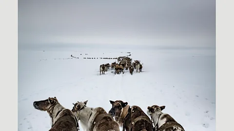 Yuri Kozyrev – NOOR for Fondation Carmignac A nomadic herding family move their reindeer from winter pastures to summer pastures, Yamal Peninsula, Russia, April 2018 (Credit: Yuri Kozyrev – NOOR for Fondation Carmignac)