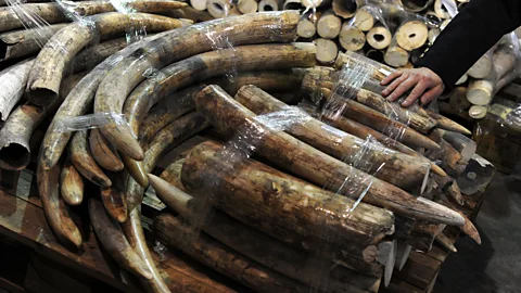 Getty Could artificial ivory put an end to poaching? (Credit: Getty)