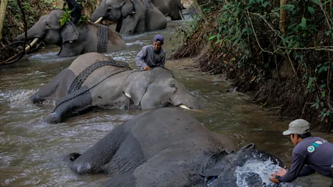 Getty Elephants play essential roles in their ecosystem (Credit: Getty)