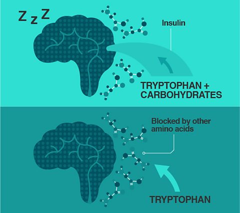 diagram showing how carbohydrates can help tryotophan be absorbed into the brain, aiding better sleep