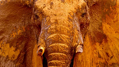 Alamy The ivory trade may have been outlawed in most countries, but elephants' lives are still at risk from illegal poachers (Credit: Alamy)