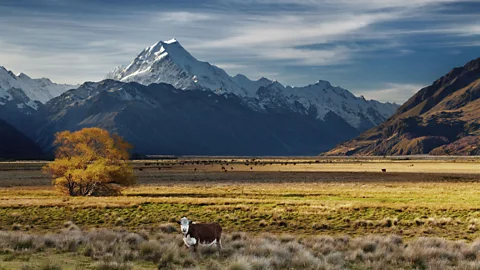 DPK-Photo/Alamy Due primarily to the methane emissions from its large cattle and sheep farming industry, New Zealand is among the top carbon emitters per capita (Credit: DPK-Photo/Alamy)