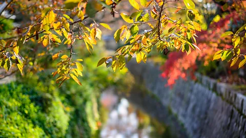 Sean Pavone/Alamy Upon receiving news of his father-in-law’s hospitalisation, writer Pico Iyer reflects on a Japanese tradition of finding beauty in loss (Credit: Sean Pavone/Alamy)