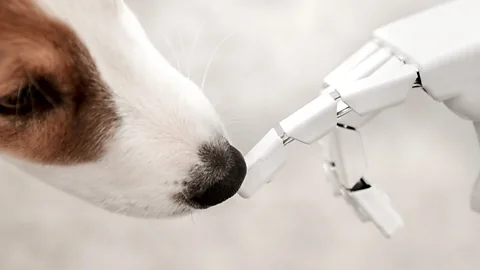 Getty Images Could a robot one day feed your pet? (Credit: Getty Images)