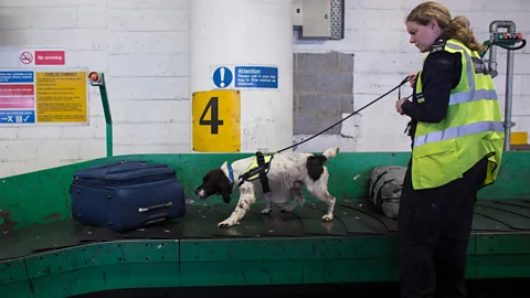Getty Trained dogs can sniff out illegal items in baggage at border checkpoints, but AI could help customs officials identify smuggled goods before they reach a border (Credit: Getty)