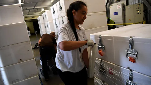 Getty Once back at the laboratory, the ice cores are packaged into protective boxes and placed into cold storage (Credit: Getty)