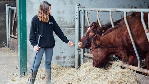 Lorna feeding the cows in the cowshed.