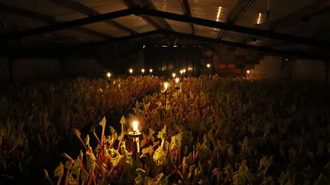 Mike MacEacheran Inside the forcing sheds, the rhubarb grows so quickly that you can hear it (Credit: Mike MacEacheran)