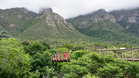 Amanda Ruggeri Because plants tend to be similar in colour and almost unmoving, our brains tend to group them together (Credit: Amanda Ruggeri)