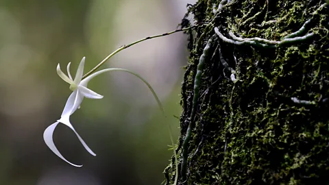Getty An endangered ghost orchid blooms at Fakahatchee Strand Preserve State Park in Copeland, Florida; plants make up 57% of the US endangered species list (Credit: Getty)