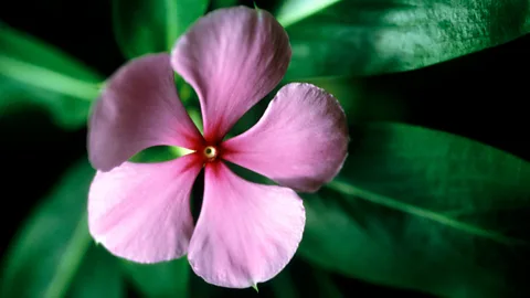 Getty The Madagascar periwinkle contains two alkaloids that are used to fight leukaemia and Hodgkin’s disease (Credit: Getty)