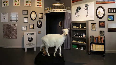Center for PostNatural History Freckles the BioSteel goat, one of the unusual exhibits at the Center for PostNatural History (Credit: Center for PostNatural History)