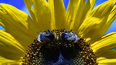 Getty Images In the future, modified bees could shape entire ecosystems (Credit: Getty Images)