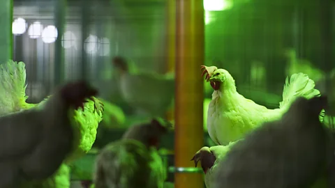 Getty Images Poultry make up a huge biomass - around 70% of all birds on Earth (Credit: Getty Images)