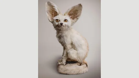Vincent Fournier An imagined creature of artist Vincent Fournier: White Fennec (Zerdas hypnoticus), with the ability to access and control minds (Credit: Vincent Fournier)