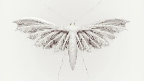Vincent Fournier Rain Bird (Aucellus pluvia), another of Fournier's imagined creatures, with the ability to provoke rainfall by disturbing the clouds' static electricity (Credit: Vincent Fournier)