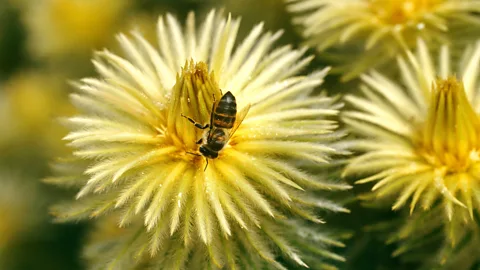 Getty Images Unlike honey bees in the Americas or Australia, African honey bees are native (Credit: Getty Images)