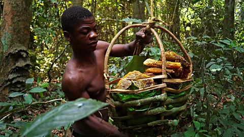 Getty Images Many African countries have perfect conditions for commercial bee farming (Credit: Getty Images)