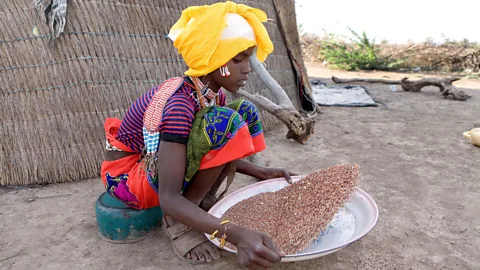 ton koene/Alamy Teff has been cultivated in Ethiopia and Eritrea for at least 2,000 years (Credit: ton koene/Alamy)
