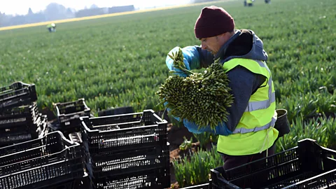 Getty Images The big reason cut flowers can be so expensive is because they go through so many delicate stages on the supply chain (Credit: Getty Images)