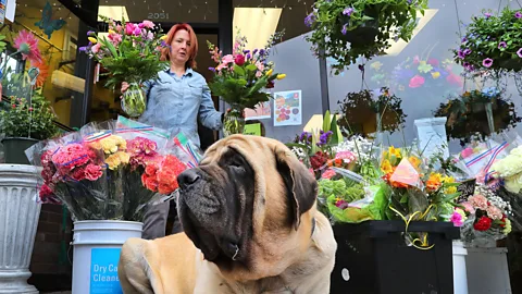 Getty Images A flower shop owner in Boston readies her Mother's Day displays in 2018 (Credit: Getty Images)