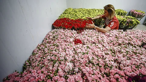 Getty Images Besides many being shipped from continents away in refrigeration, flowers must be devoid of even tiny flaws, like small bug bites or discolourations (Credit: Getty Images)