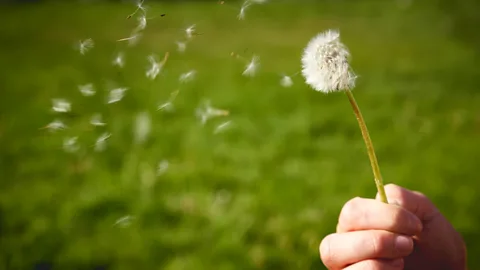Getty Images As much as 30% of the population is affected by hayfever as the pollen counts rise (Credit: Getty Images)