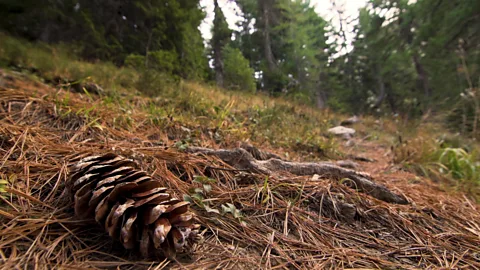 Aleksandar Manasiev (Credit: Aleksandar Manasiev)