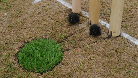 Getty Images (Credit: Getty Images
)