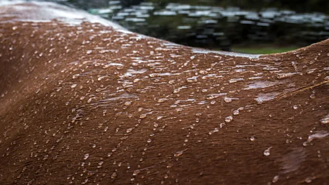 Gena Steffens (Credit: Gena Steffens)