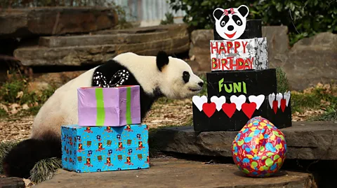 Getty Images Fu Ni the giant panda is treated to specially prepared panda treats for her birthday at the Adelaide Zoo in 2015 (Credit: Getty Images)