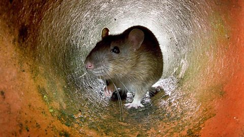 How to get rid of mice and rats in your house - Discover Wildlife