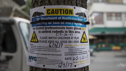 Getty Images A health department notice above rubbish bags ripped open by rats in Brooklyn, New York (Credit: Getty Images)