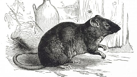 Getty Images A Nineteenth Century engraving of a brown rat also referred to as the common rat, street rat, sewer rat, Hanover rat, Norwegian rat, or wharf rat (Credit: Getty Images)
