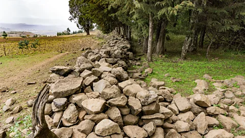 Sarah Hewitt A stone wall marks the boundary between farmers’ fields and Ethiopia's sacred forests (Credit: Sarah Hewitt)