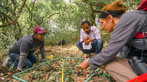 Sarah Hewitt PhD student Amare Mekonnen (left), research assistant Misganaw Liyew and Dr Catherine Cardelús (right) have determined that shadow conservation works (Credit: Sarah Hewitt)