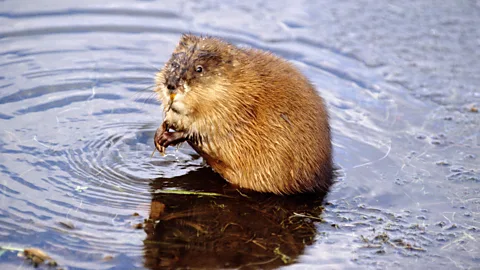 Getty Images The muskrat is a fairly large rodent that can find its food during the winter under a metre of ice and snow, in ice-cold water and almost total darkness (Credit: Getty Images)