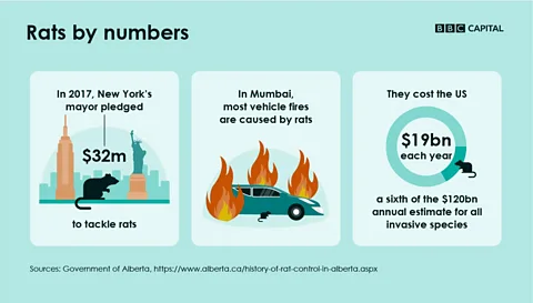 How these cities became rat-free zones