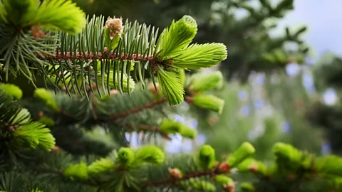 Julia_Sudnitskaya/Getty Images In Skagway, Alaska, spruce tips serve as currency (Credit: Julia_Sudnitskaya/Getty Images)